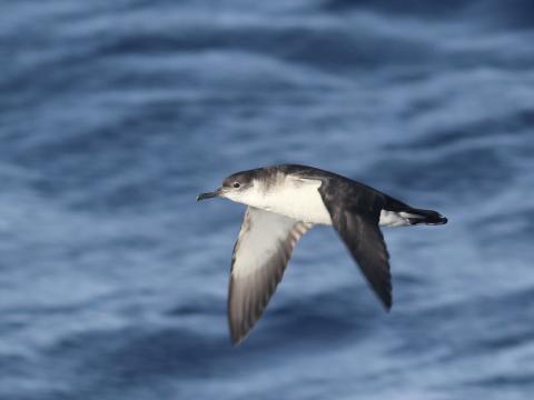 Íslensku gögnin í rannsókninni náðu yfir fýl og skrofu en á myndinni má sjá skrofu á flugi.