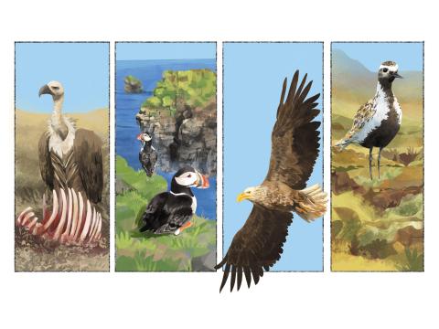 Mynd úr fræðslumyndasögu um líffræðilega fjölbreytni