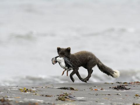 Refur með lunda í kjaftinum