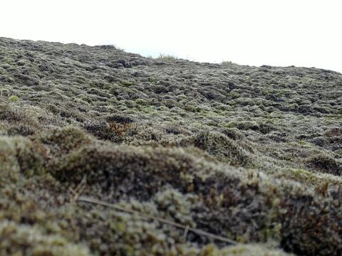 Ágeng mosategund, hæruburst (Campylopus introflexus) dreifir sér fjótt á jarðhitasvæðum (mynd tekin í Grænadal) 