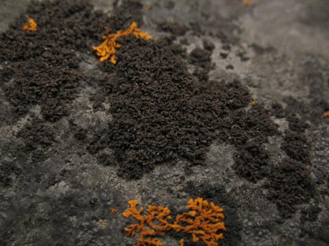 Strimlaflaga og Klettaglæða