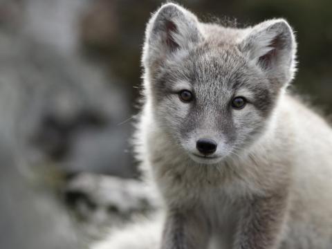 Refur frá Hornströndum