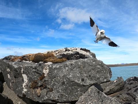 Snjótittlingur, karlfugl, að setjast á óðal sitt í Kvíslaveitum.