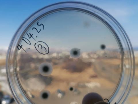 Sveppagró vaxa á ætisskál.