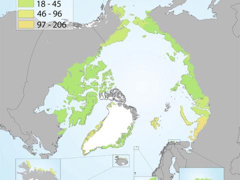 Aðfluttar tegundir á norðurslóðum