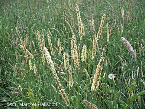 Háliðagras í blóma