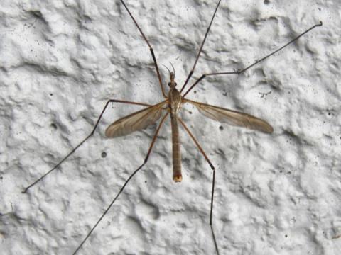 folafluga, tvívængja