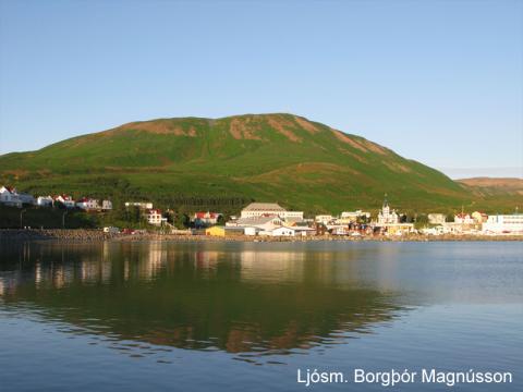 Lúpínubreiður í Húsavíkurfjalli 