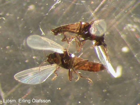 Lúsmý (Culicuides)