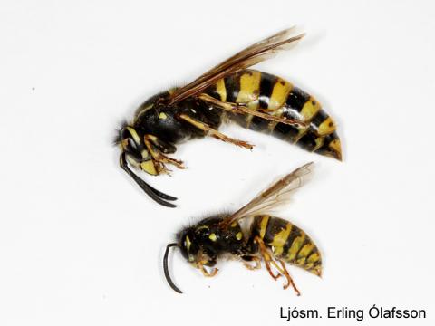 Holugeitungar - drottning og þerna