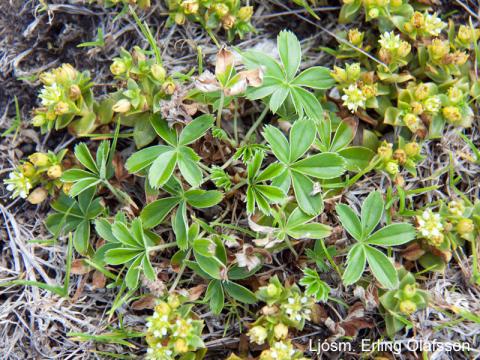Ljónslappi í Surtsey