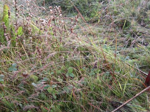 Tilraunareitur með blávingli (Festuca vivipara), lokasjóð (Rhinanthus minor) og fleiri plöntutegundum fyrir söfnun fræslægju 