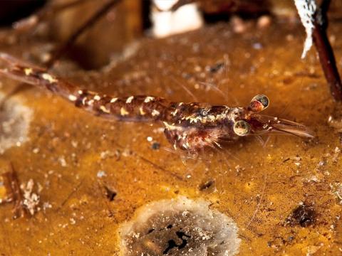 Ögn tillir sér á botninn í þarabelti