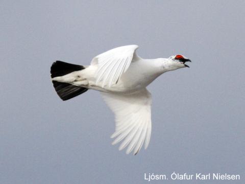 Ársgamall rjúpnakarri