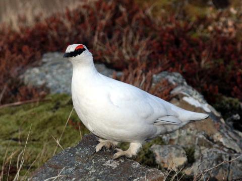 Rjúpa, karri í apríl
