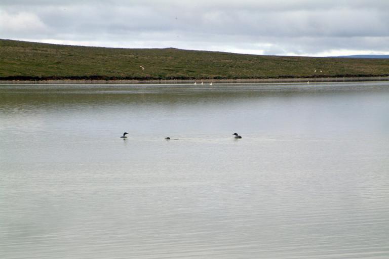 Smalatjörn á Auðkúluheiði