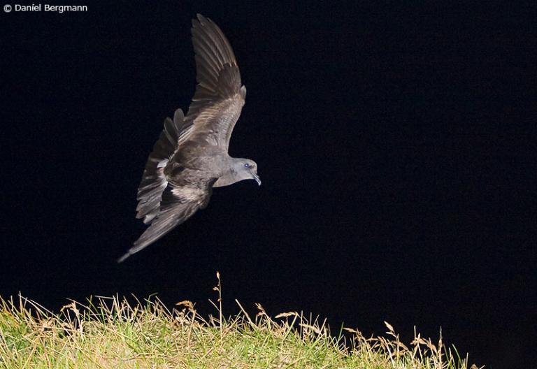 Sjósvala (Hydrobates leucorhous)