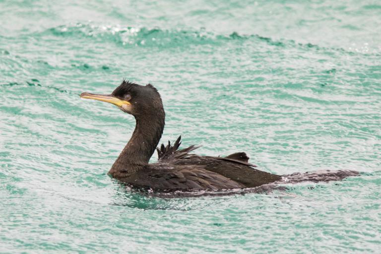 Toppskarfur (Gulosus aristotelis)
