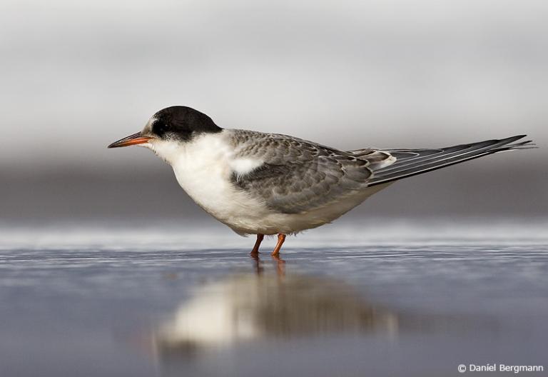 Kría, fleygur ungi (Sterna paradisaea)