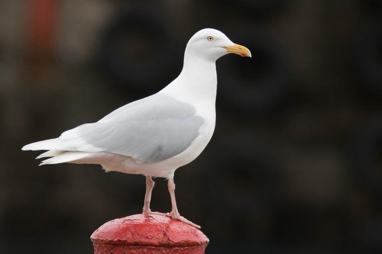 Hvítmáfur (﻿Larus hyperboreus﻿)