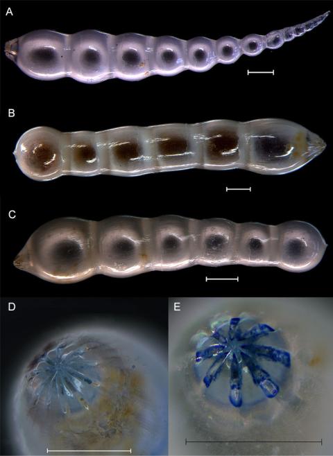 Nodosaria haliensis Eiland & Gudmundsson, 2004. 