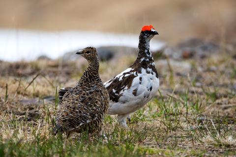 Rjúpa (Lagopus muta)