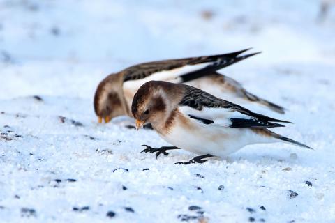 Snjótittlingur (Plectrophenax nivalis)