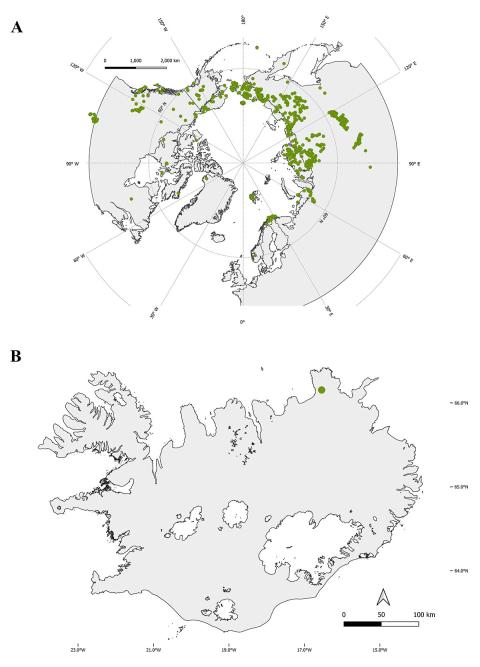  Útbreiðsla Carex saxatilis subsp. laxa (Trautv.) Kaalelasem á norðurhveli jarðar samkvæmt gagnarunni GBIF og útbreiðsla tegundarinnar á Íslandi.
