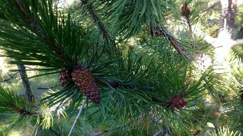 Stafafura á Laugalandi í Hörgárdal