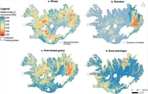 Metin sumarútbreiðsla fyrir a) sauðkind, b) hreindýr, c) heiðagæs, og d) rjúpu á Íslandi