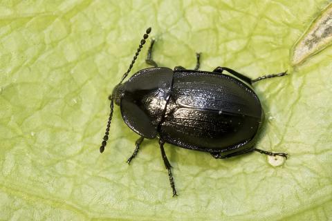 Sniglanárakki, nýr og áhugaverður landnemi sem leggst á stóra landsnigla í kuðungshúsi.