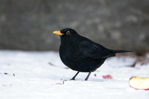 Svartþröstur er algengur fugl í görðum í Reykjavík