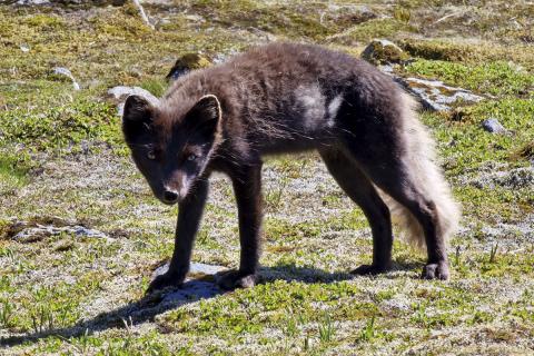 Mórauður geldsteggur með leifar af vetrarfeldi á skotti og síðum. Þessi ungi refur hélt til á heimaslóðum í Miðdal í Hornbjargi sumarið 2022. Hann var spakur og kippti sér ekki upp við nærveru ferðamanna.