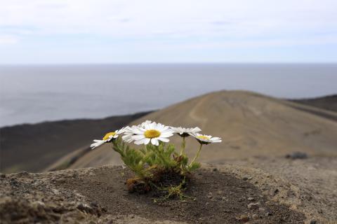 Baldursbrá (Tripleurospermum maritimum) í gjóskufylltum bolla á Austurbunka. 
