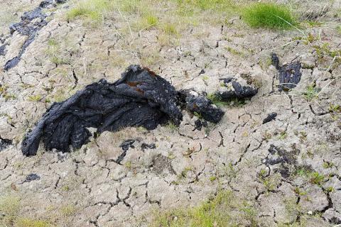 Vegna þurrkatíðar var gróður víða ljósleitur og þyrkingslegur.