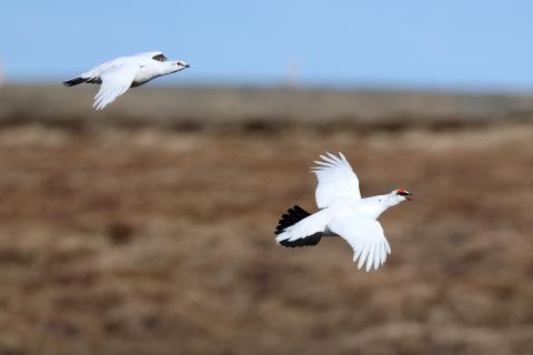 Rjúpnapar, báðir fuglarnir eru ársgamlir, karrinn er hægra megin. Skagi, 29.4.2023.