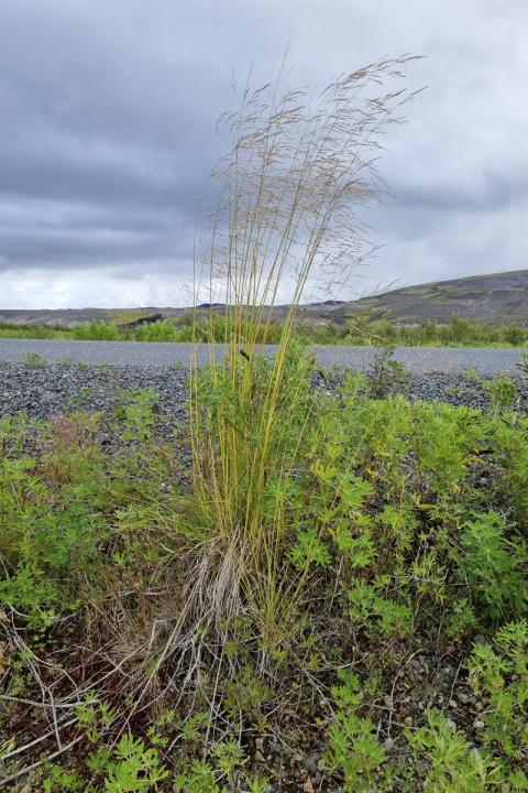 Beringspuntur á Landmannaleið