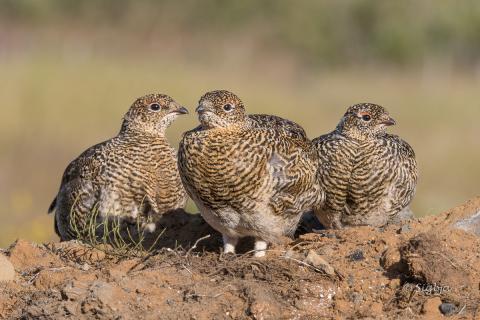 Stálpaðir rjúpuungar