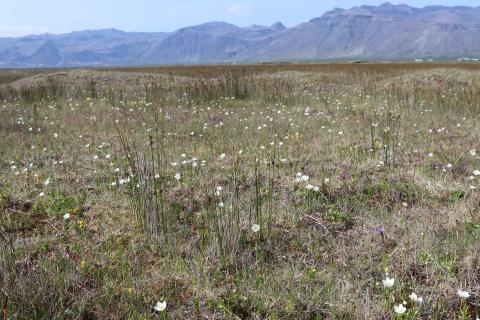 Blómjurtir eru víða áberandi í snöggu graslendinu en hrossanál setur svip á strandlendið. Hér er mýrasóley einna mest áberandi blómjurta ásamt gulmöðru og blóðbergi en ef grannt er skoðað má sjá glitta í engjavönd og blástjörnu. Frá Vatnsflóa á Snæfellsnesi. 