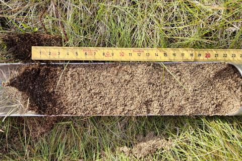 Á snöggum skeljasandsengjum var moldarlag yfirleitt fremur þunnt ofan á skeljasandi.