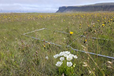 Gullvöndur kom fyrir á flestum rannsóknasvæðum í úttektinni en hann er ein- til tvíær jurt sem vex helst í mögru graslendi, brekkum og gilkinnungum eða í mólendi.