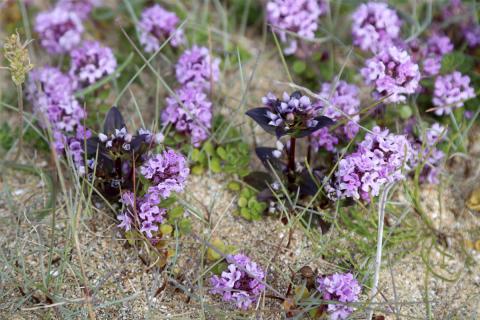 Blóðberg og gullvöndur stingast upp úr skeljasandi