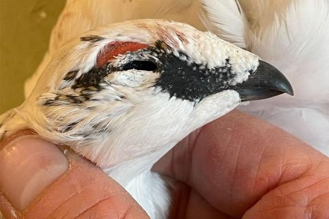 Karri eða karlfugl rjúpu, kyngreiningin byggir á svartri grímu