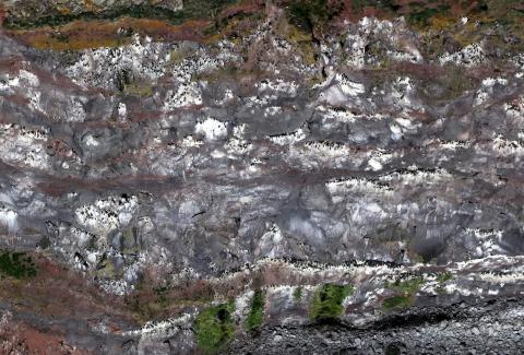 Stuttnefja í fuglabjörgum