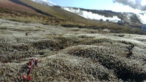 Jarðhitasvæði við Bjarnarflag í Mývatnssveit er að öllu leyti þakið hæruburst (Campylopus introflexus). Mynd tekin 5. september 2023.