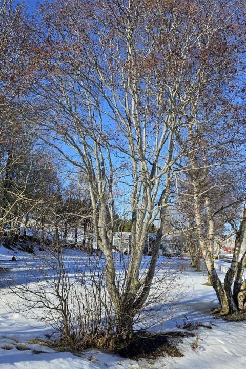 Elri er fyrst allra tegunda, sem valda ofnæmi, til að blómstra á vorin. Frjókorn elris og birkis hafa sömu ofnæmisvaka.