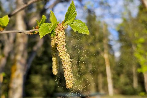 Frjótími birkis er hafinn.