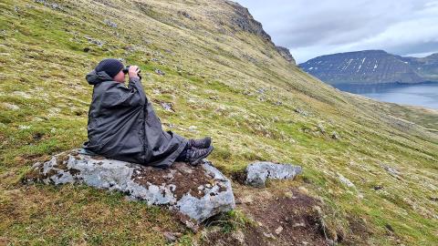 Atferli refa og ferðamanna vaktað og skráð á Hornströndum 2024
