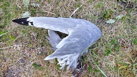 Hræ af kríu á Hornströndum 2024