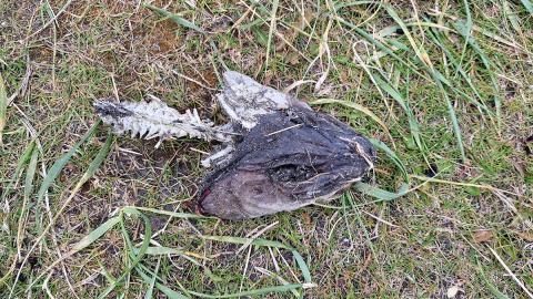 Hræ af steinbít á Hornströndum 2024